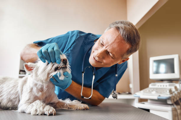 Best Emergency Tooth Extraction in Gentry, AR